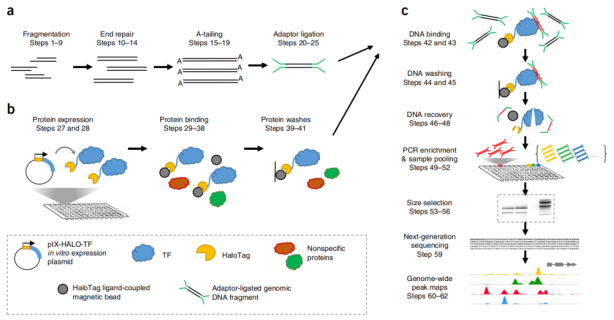 DAP-Seq：解锁转录因子结合位点的新钥匙