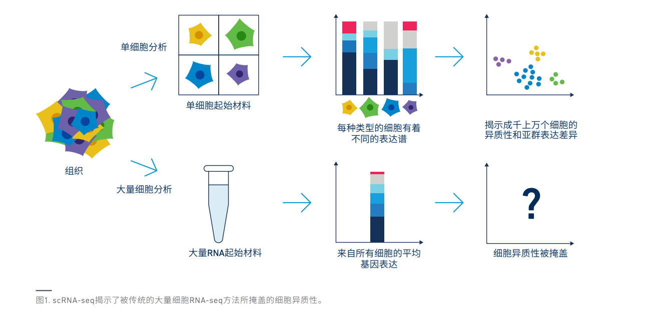 单细胞基因表达谱分析